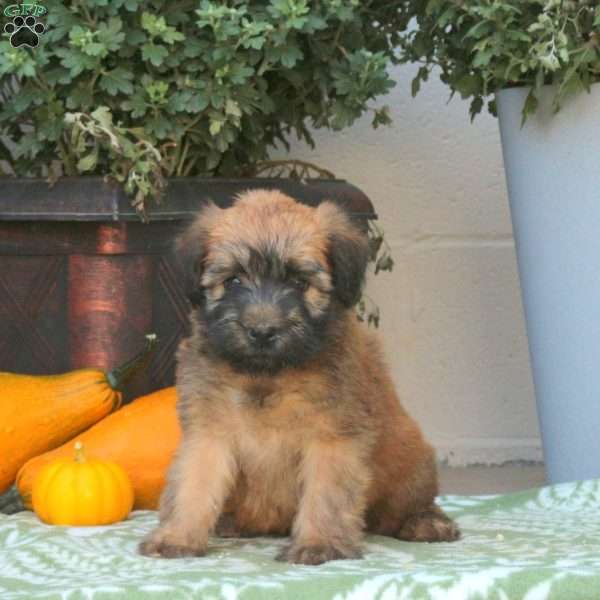 Colby, Soft Coated Wheaten Terrier Puppy