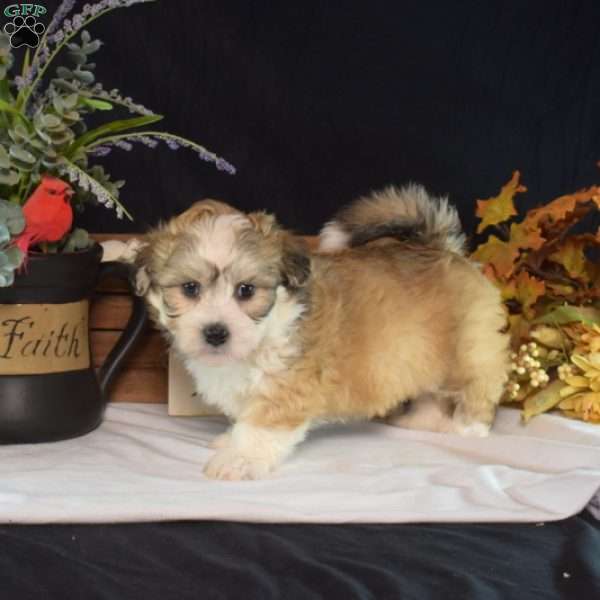 Colby, Teddy Bear Puppy