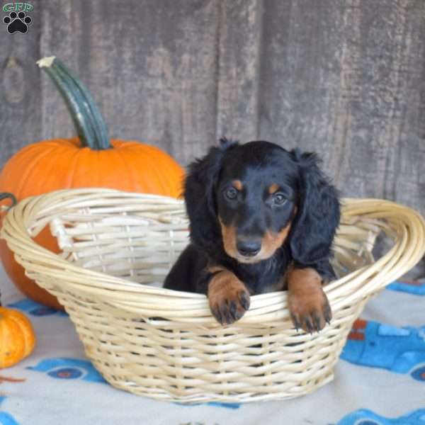 Colby, Dachshund Puppy