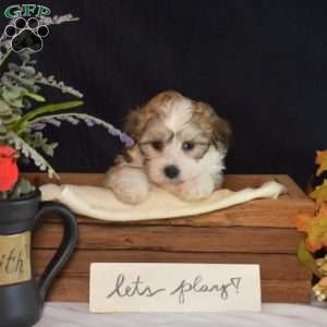 Colby, Teddy Bear Puppy