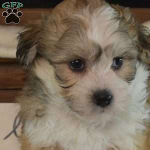 Colby, Teddy Bear Puppy