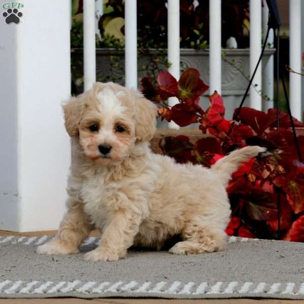 Colby, Havapoo Puppy