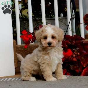 Colby, Havapoo Puppy
