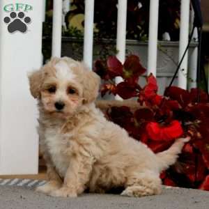 Colby, Havapoo Puppy