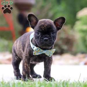 Cole, French Bulldog Puppy