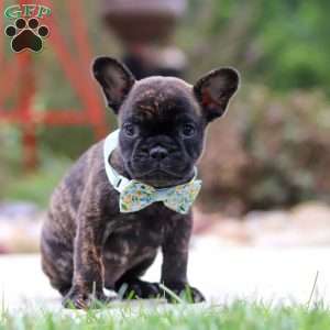 Cole, French Bulldog Puppy