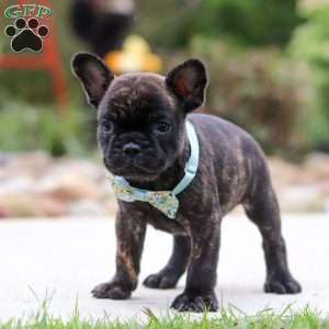 Cole, French Bulldog Puppy
