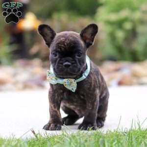 Cole, French Bulldog Puppy
