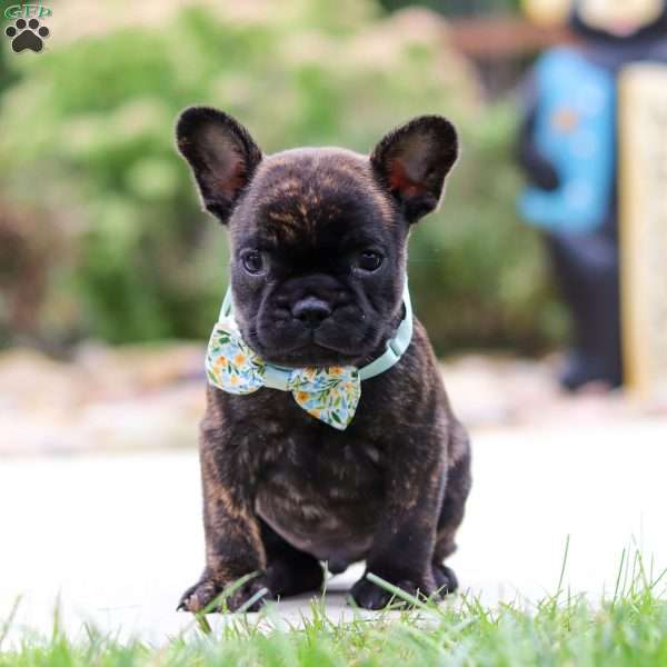 Cole, French Bulldog Puppy