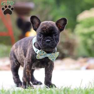 Cole, French Bulldog Puppy