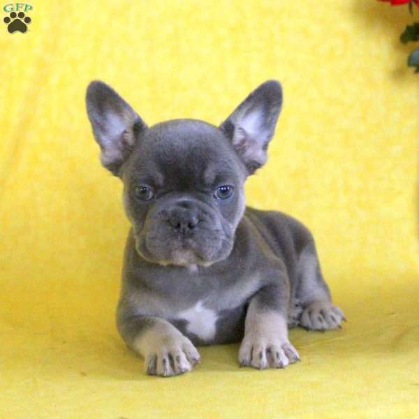 Colton, French Bulldog Puppy