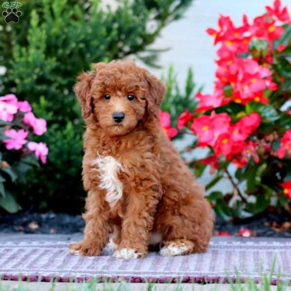 Colton, Miniature Poodle Puppy