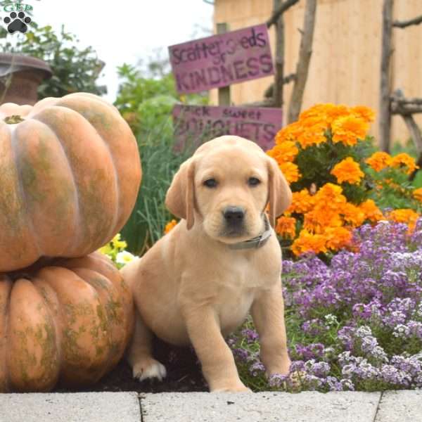Comet, Yellow Labrador Retriever Puppy