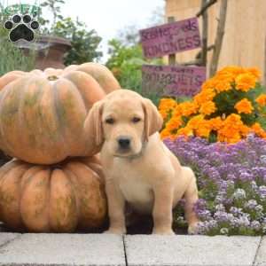 Comet, Yellow Labrador Retriever Puppy