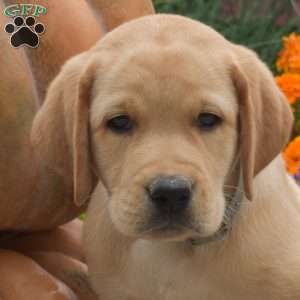 Comet, Yellow Labrador Retriever Puppy
