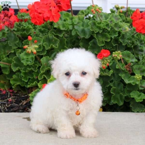 Connie, Bichon Frise Puppy