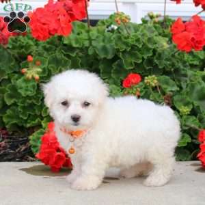 Connie, Bichon Frise Puppy