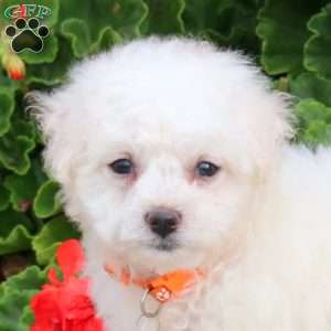 Connie, Bichon Frise Puppy
