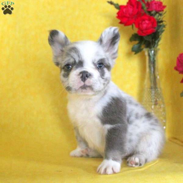 Connor, French Bulldog Puppy