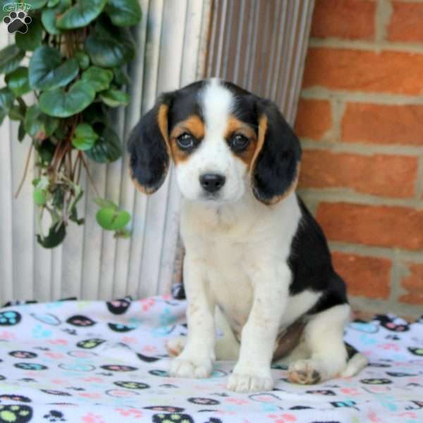 Connor, Beaglier Puppy