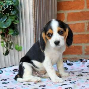 Connor, Beaglier Puppy