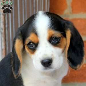 Connor, Beaglier Puppy