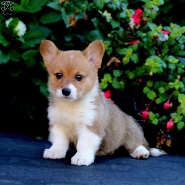 Cookie, Pembroke Welsh Corgi Puppy