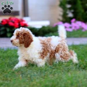 Cookie, Miniature Poodle Puppy
