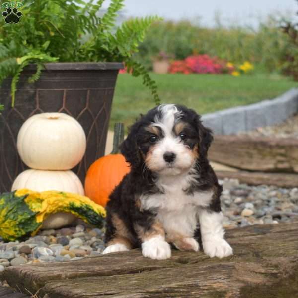 Cooper, Mini Bernedoodle Puppy