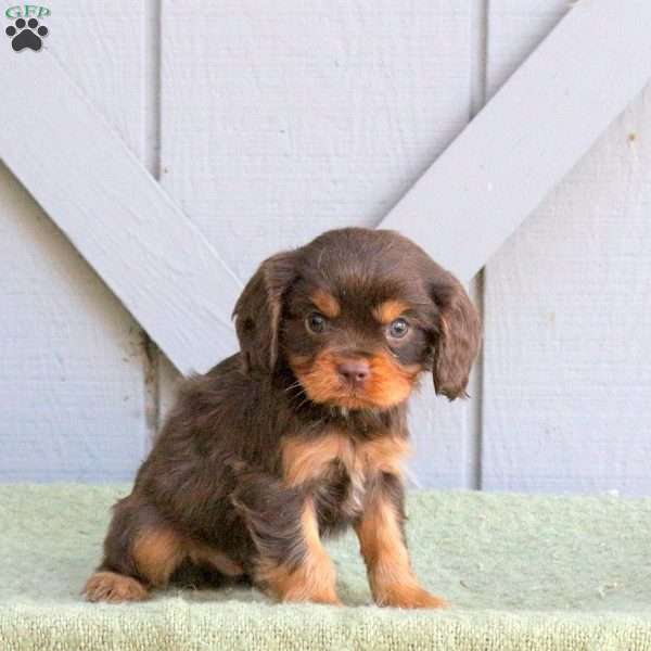 Cooper, Cavalier King Charles Spaniel Puppy