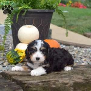 Cooper, Mini Bernedoodle Puppy