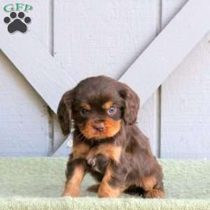 Cooper, Cavalier King Charles Spaniel Puppy