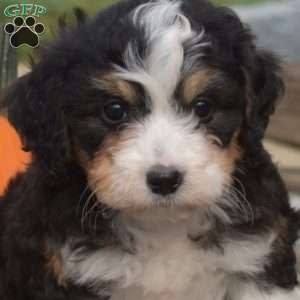 Cooper, Mini Bernedoodle Puppy