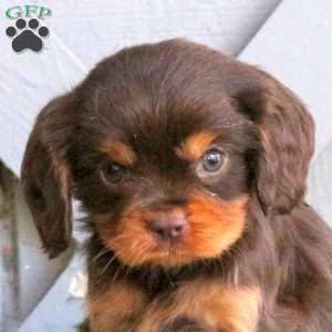 Cooper, Cavalier King Charles Spaniel Puppy