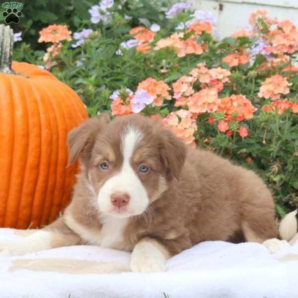 Copper, Border Collie Puppy