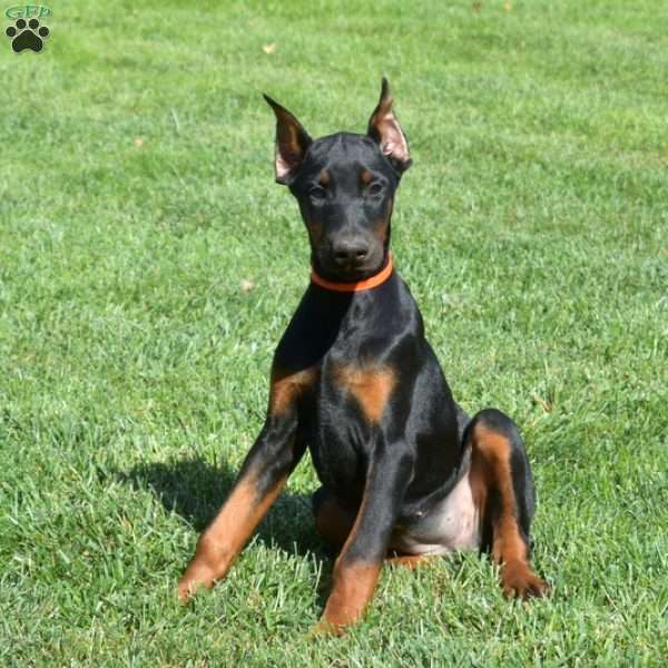 Cora, Doberman Pinscher Puppy