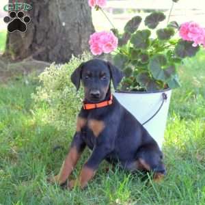 Cora, Doberman Pinscher Puppy