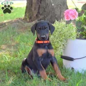 Cora, Doberman Pinscher Puppy