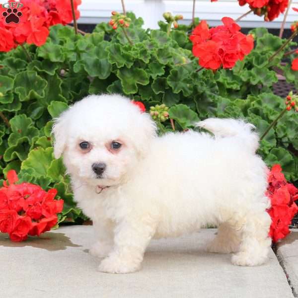 Coral, Bichon Frise Puppy
