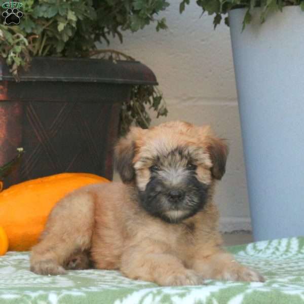 Coral, Soft Coated Wheaten Terrier Puppy