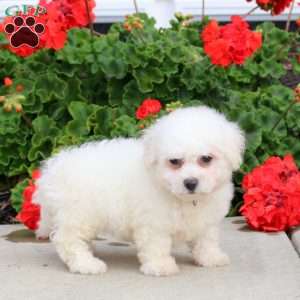 Coral, Bichon Frise Puppy