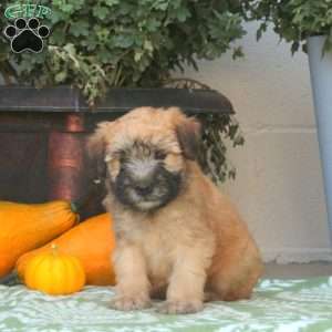 Coral, Soft Coated Wheaten Terrier Puppy