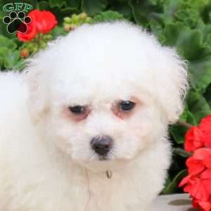 Coral, Bichon Frise Puppy