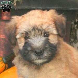 Coral, Soft Coated Wheaten Terrier Puppy