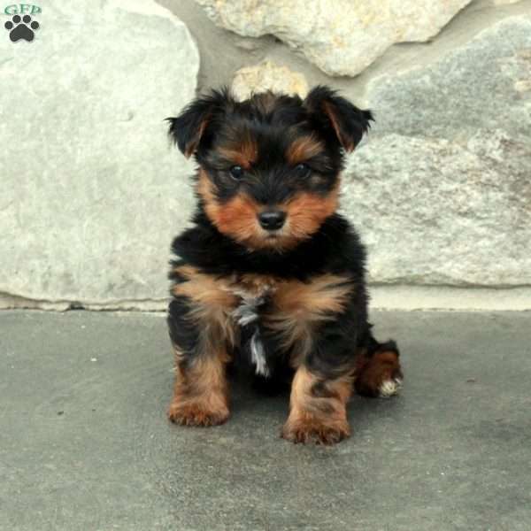 Cosmo, Yorkie Puppy