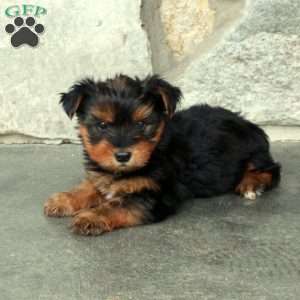 Cosmo, Yorkie Puppy