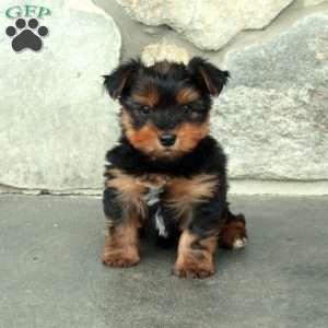 Cosmo, Yorkie Puppy