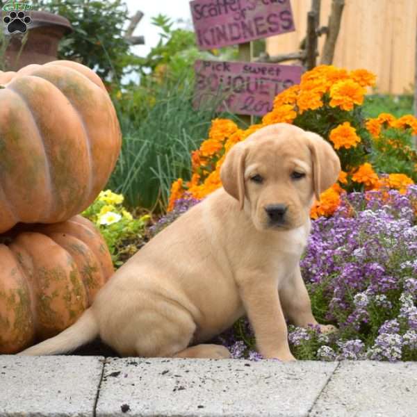 Cotton, Yellow Labrador Retriever Puppy