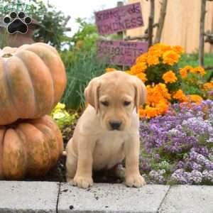 Cotton, Yellow Labrador Retriever Puppy
