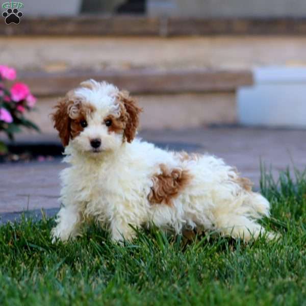 Crissy, Miniature Poodle Puppy